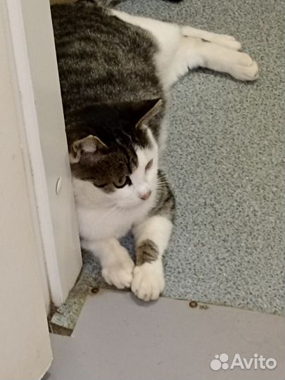 Кот