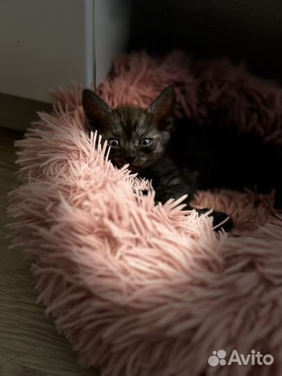 Кошки в добрые руки