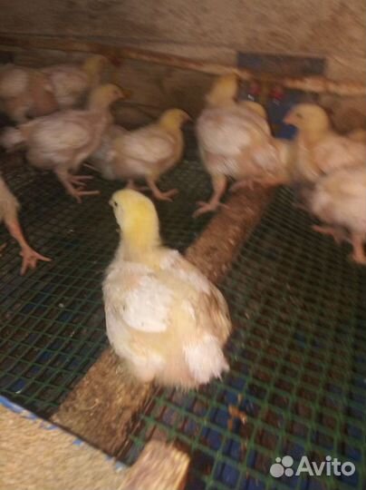 Цыплята бройлеры подрощенные
