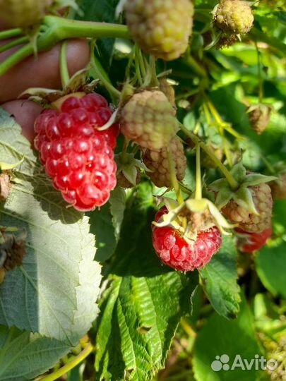 Ремонтантная малина