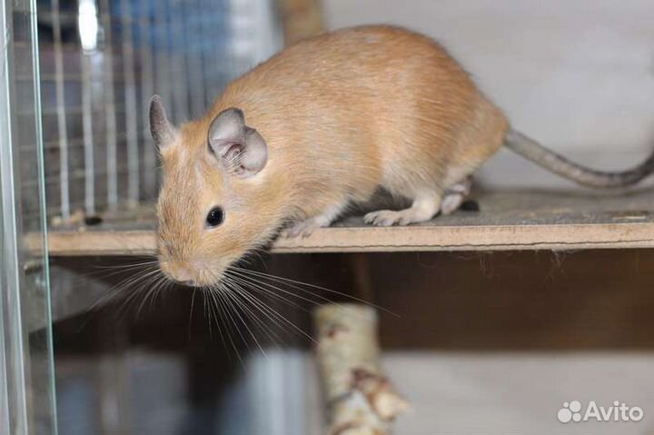 Цветные белки дегу, беж, голубые