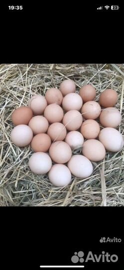 Домашние куриные яйца