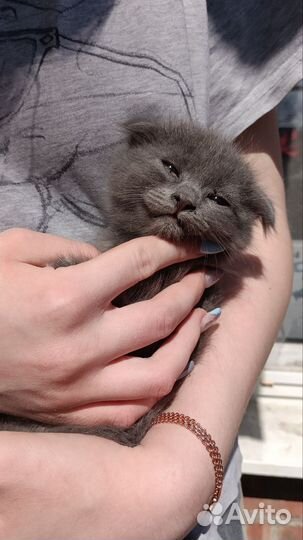 Котятки