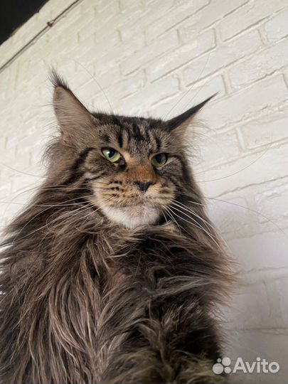 Мейнкун котёнок