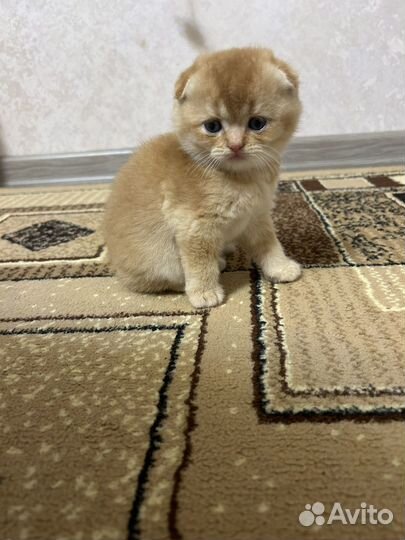 Шотландские вислоухие котята