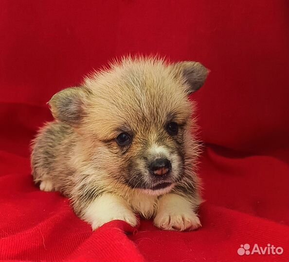 Красотки Вельш корги пемброк ноябрь,декабрь