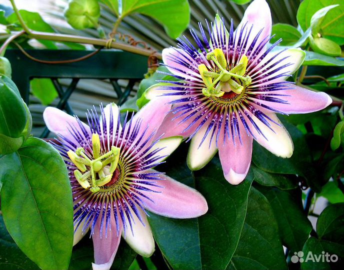 Продам семена Пасифлоры (Маракуйи) Экзотический ц