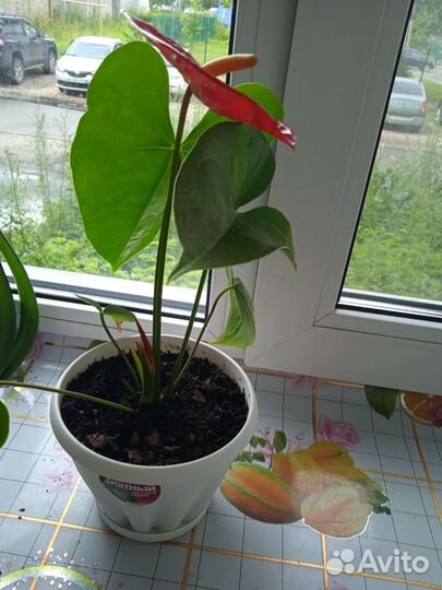 Антуриум красный