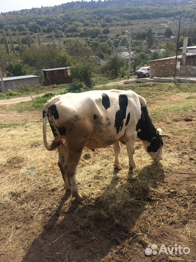 Крс по крыму