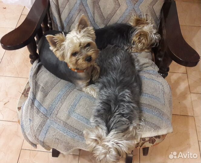 Йоркширский терьер Щенки стандарт