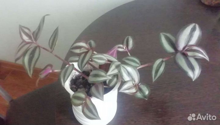 Цветочки комнатные