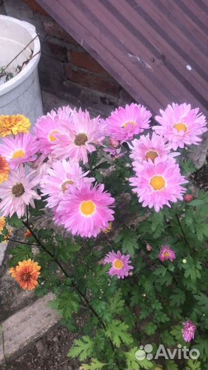 Хризантемы