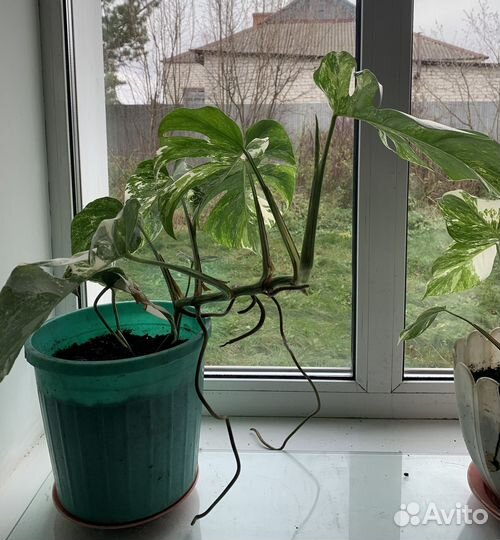 Монстера Альба вариегатная