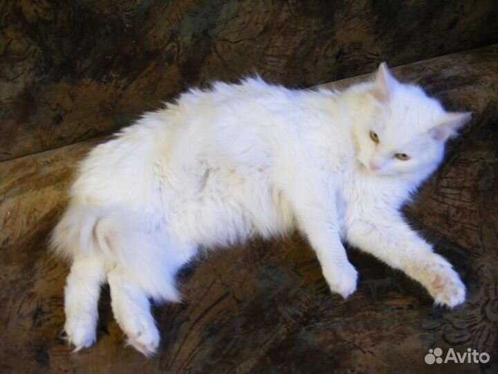 Бэллочка - белоснежная красавица (метис ангорской)