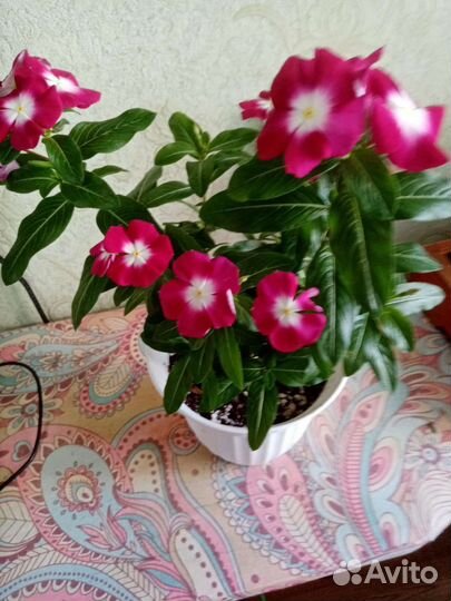 Катарантус