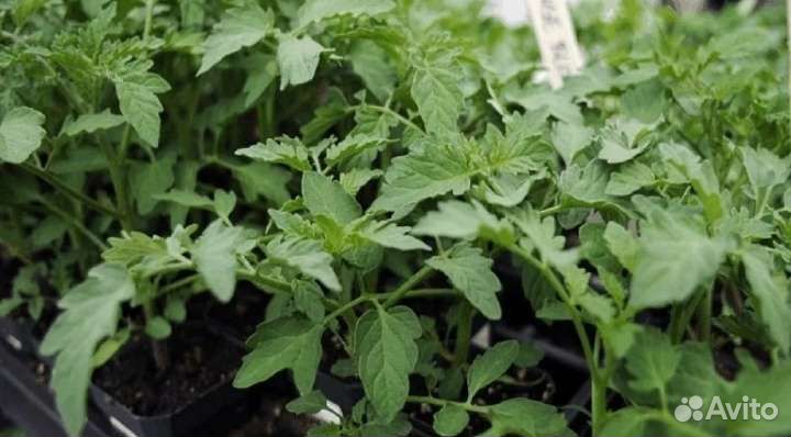 Рассада помидор, томатов, перцев