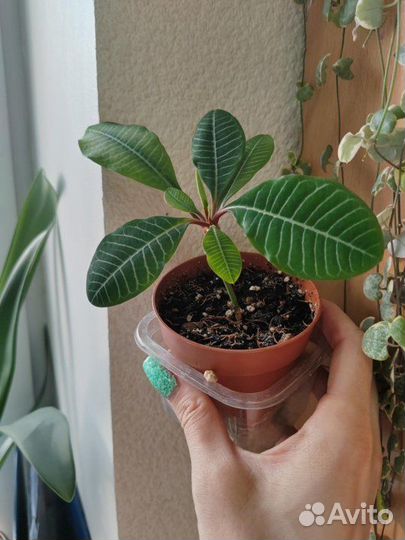 Молочай беложильчатый