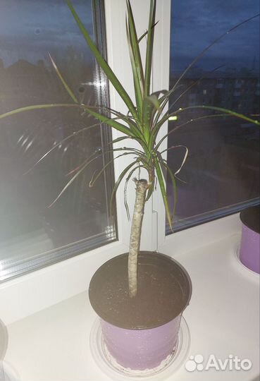 Пальма драцена