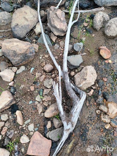 Коряги для декора