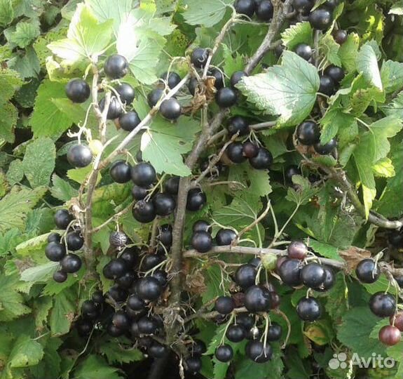 Черная смородина ягода