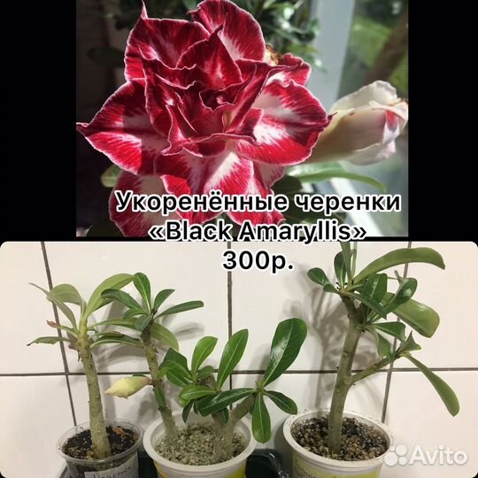 Адениум сеянцы и прививки