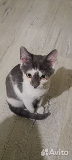 Котенок
