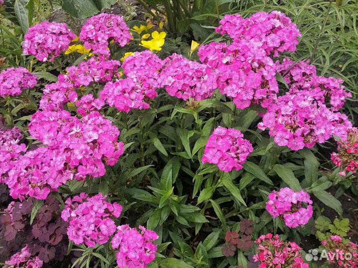 Вербена турецкая гвоздика