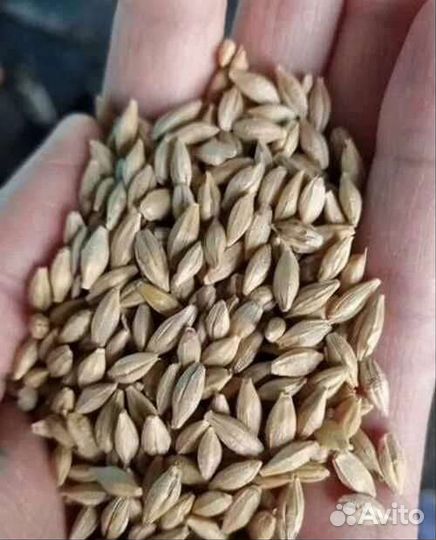 Ячмень- фураж,новый урожай цена договорная