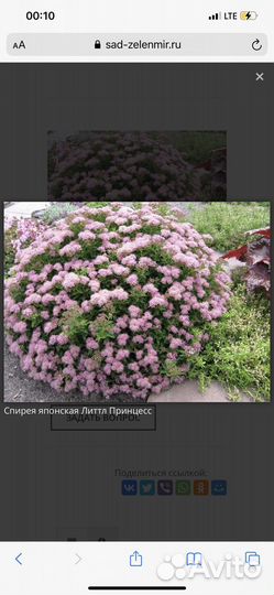 Спирея японская Литтл Принцесс