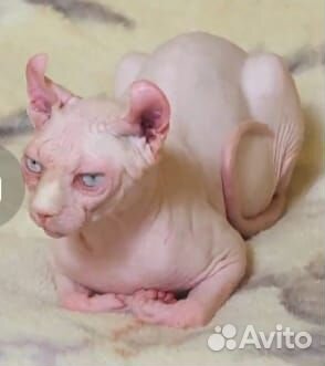 Канадский сфинкс эльф вязка