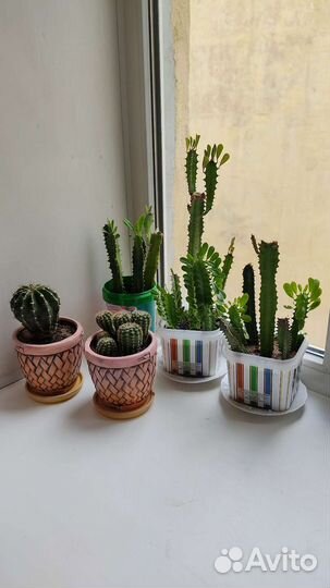 Кактусы, молочай