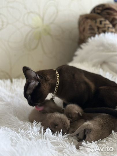 Котята европейской бурмы