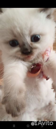 Сиамские котята