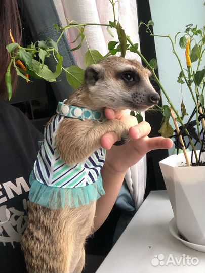 Сурикат одежда: футболки, шлейки