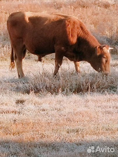 Бык на мясо