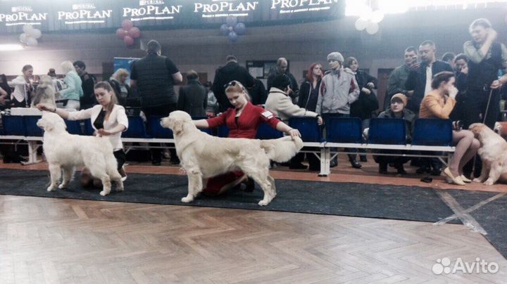 Кобель для вязки