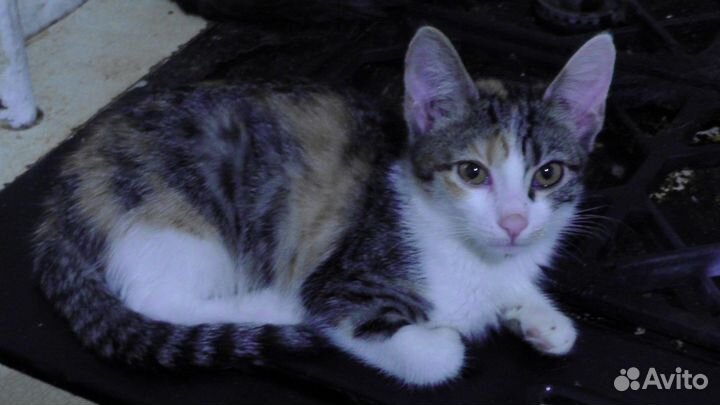 Трехцветные котята в хорошие руки