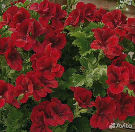 Пеларгония королевская герань сортовая