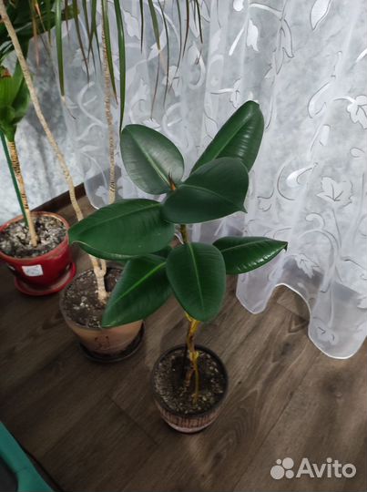 Фикус комнатный