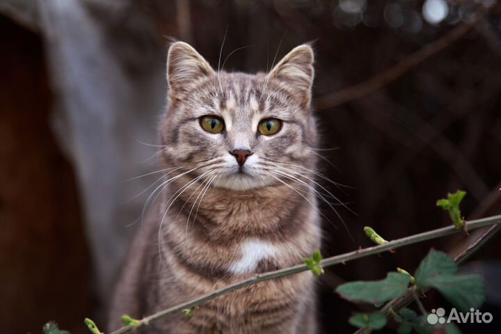 Кошка ищет дом