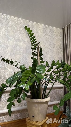 Замиокулькас