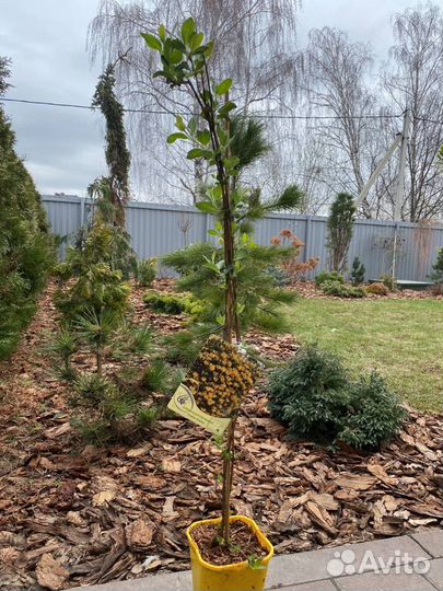 Жимолость Каприфоль Грэхем Томас