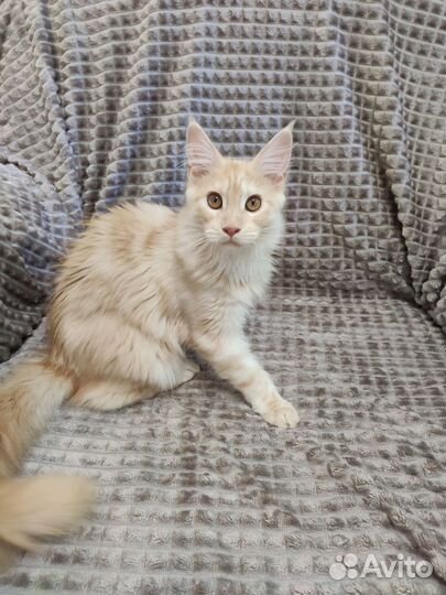 Котята мейн-кун