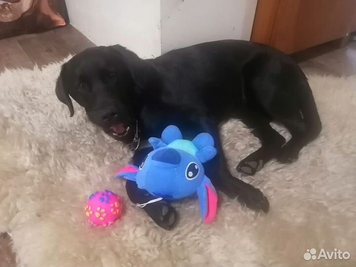 Дрессировка с Передержкой у Кинолога