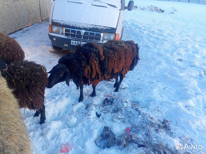 Продам барана, на племя