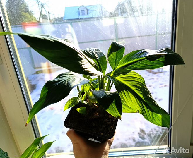 Спатифиллум цветок Женское счастье