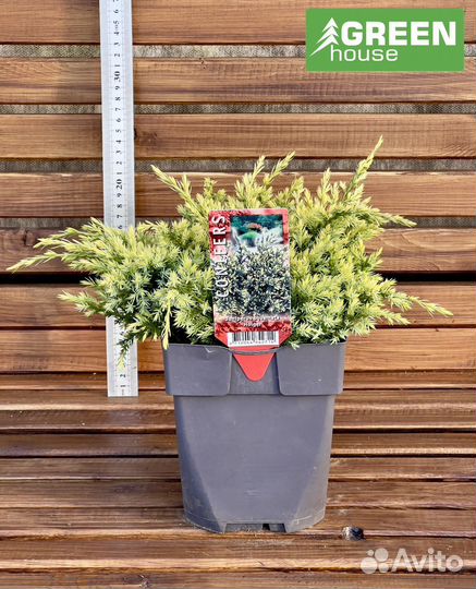 Клематис в ассортименте