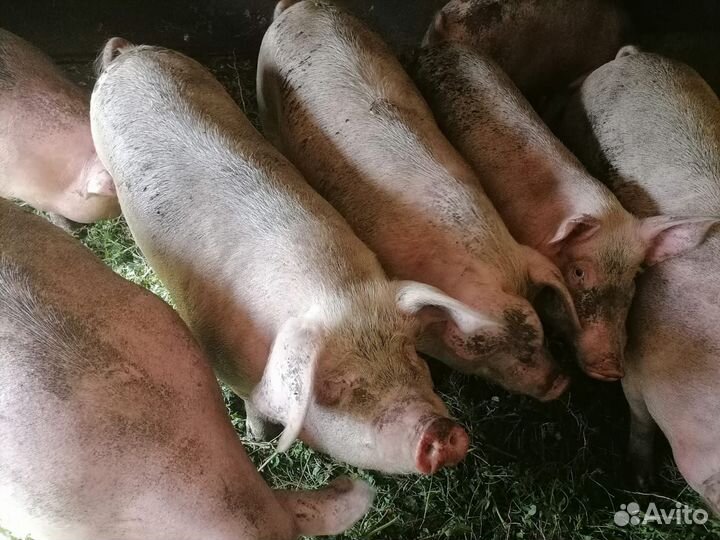 Продам жывой вес