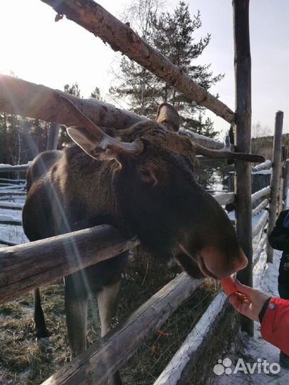 Большое путешествие в Зюраткуль