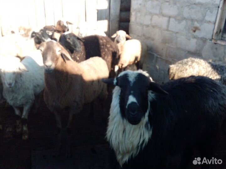 Овцы бараны